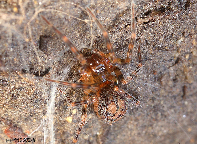 е Hahnia zhejiangensis