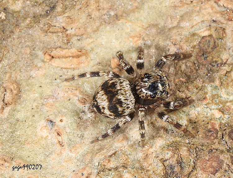 華斑蛛屬 Chinophrys sp.
