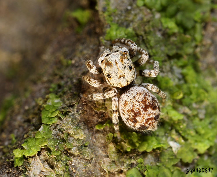 華斑蛛屬 Chinophrys sp.