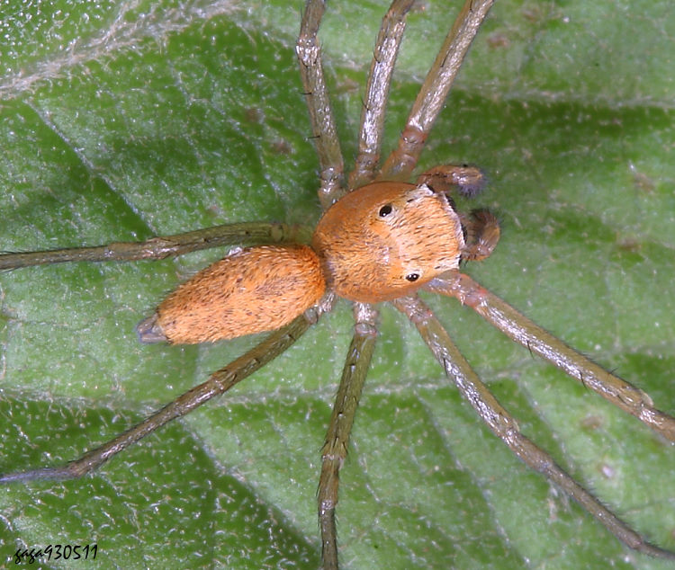 異常黑條蠅虎 Phintella abnormis