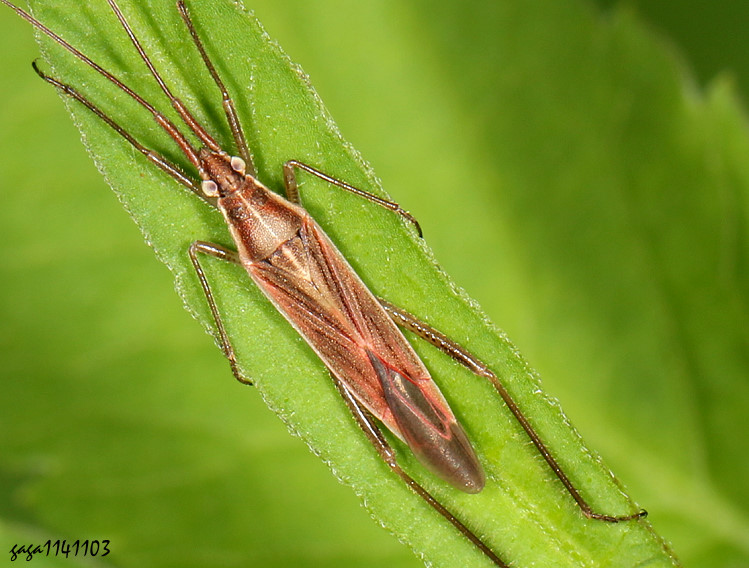 紅褐狹盲椿 Stenodema longicolle