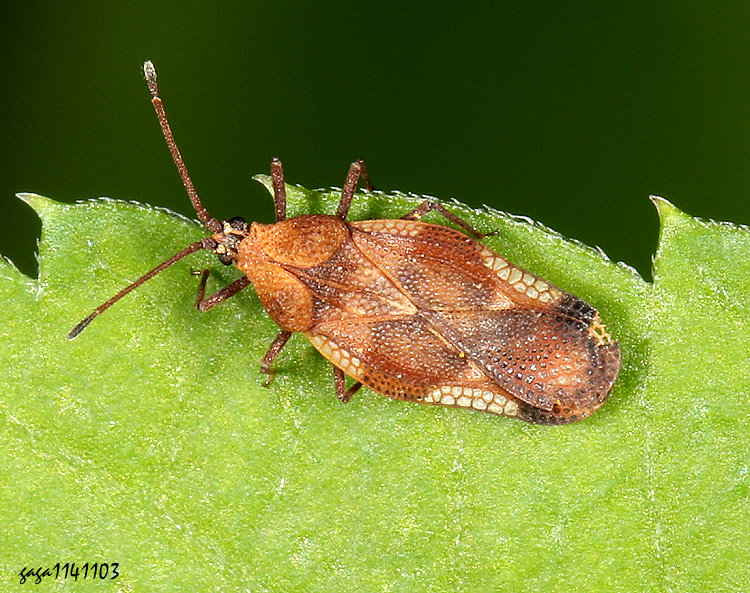 itO϶H Physatocheila fieberi 