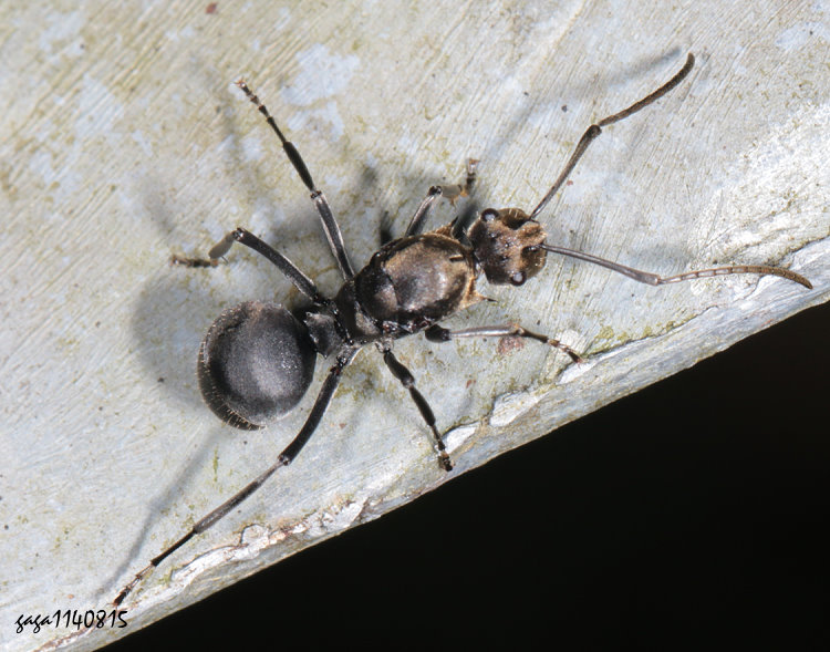 Ƥs Polyrhachis vigilans