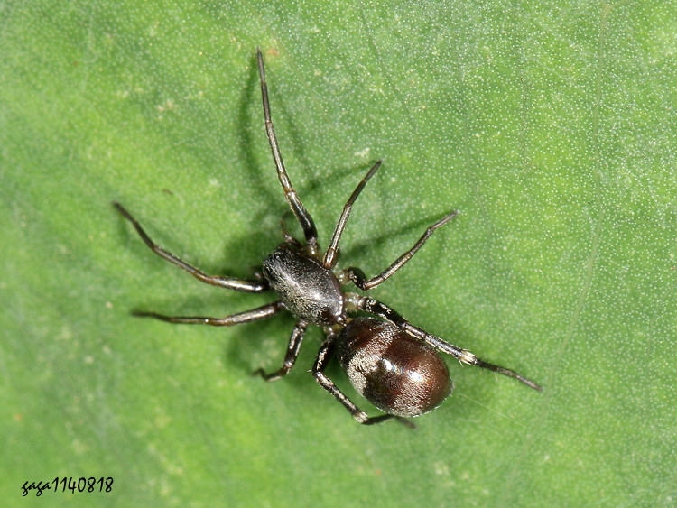 嚴肅圓顎蛛 Corinnomma severum
