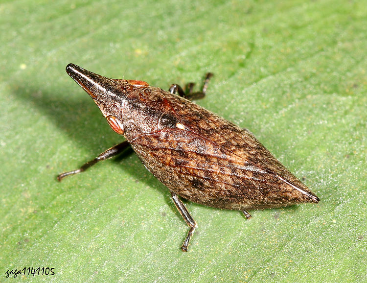 黃翅象沫蟬 Philagra subrecta