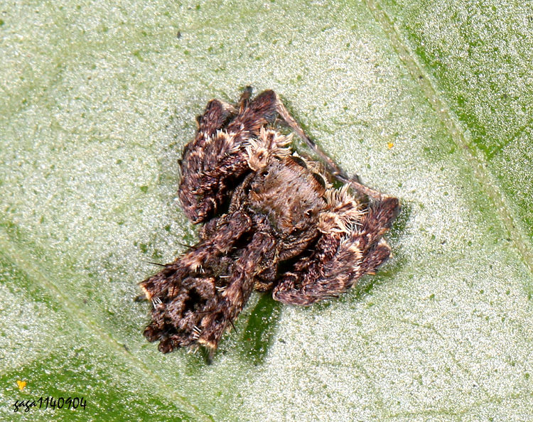 BŽյ Portia labiata