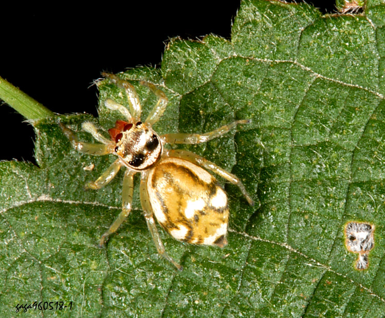 直線黑條蠅虎 Phintella linea