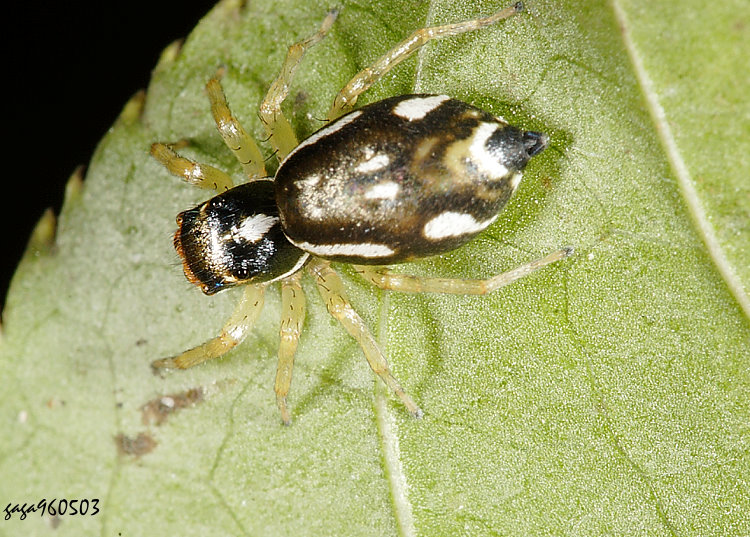 直線黑條蠅虎 Phintella linea