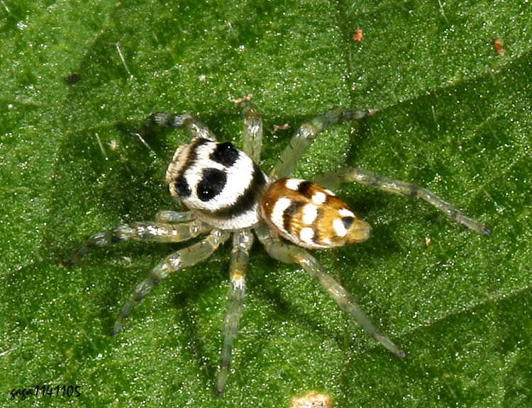 直線黑條蠅虎 Phintella linea