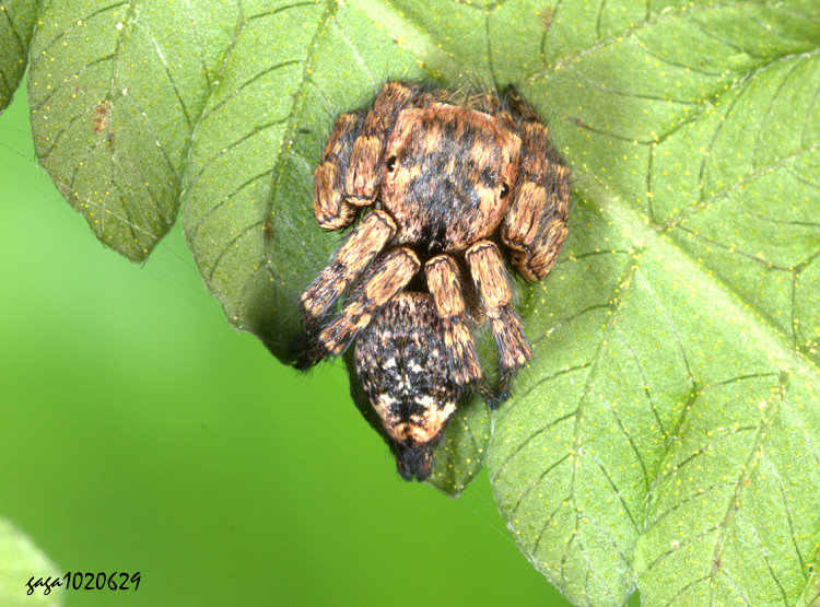 白斑貓跳蛛 Carrhotus viduus 