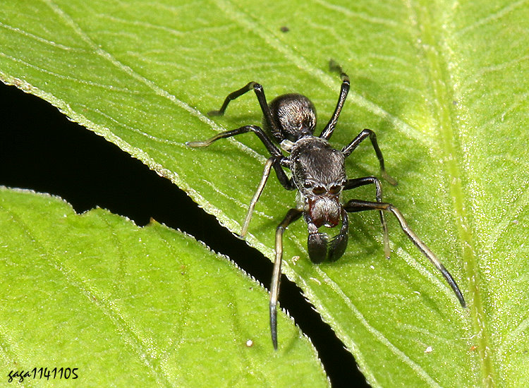 大蟻蛛，雌