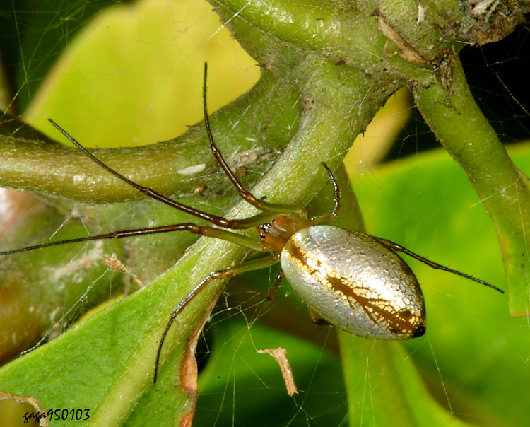 印氏天星蛛 Mesida yini 