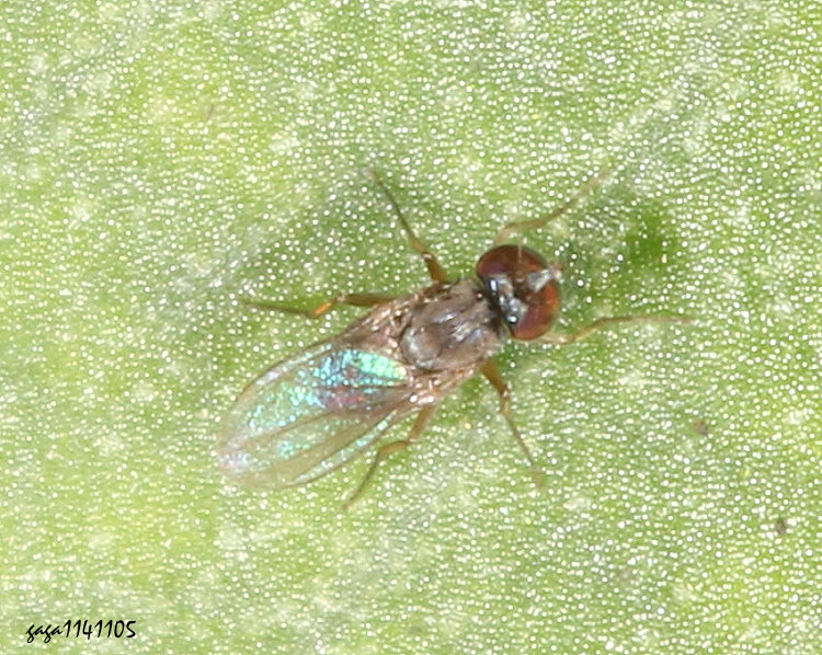 金黃長足虻屬 Chrysotus  sp. 