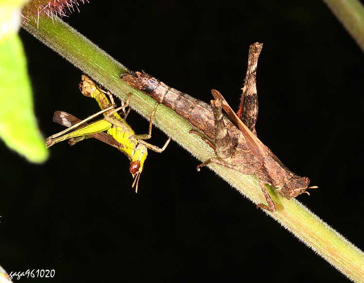 u Erianthella formosana