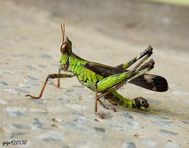 突眼蝗 Erianthella formosana