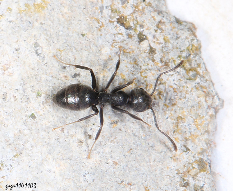 [ Technomyrmex difficilis