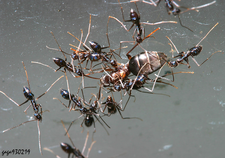 s Paratrechina longicornis 