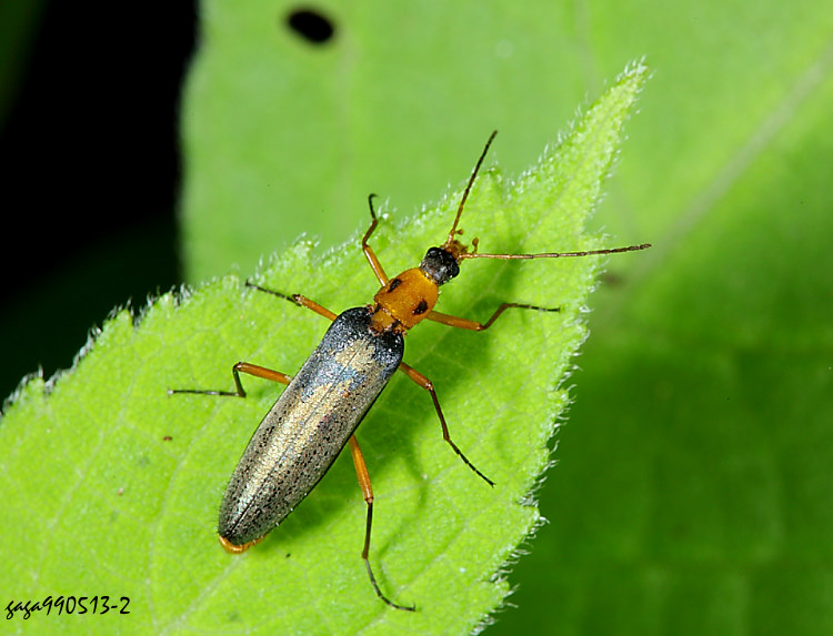 GӪ Idgia bimaculata 