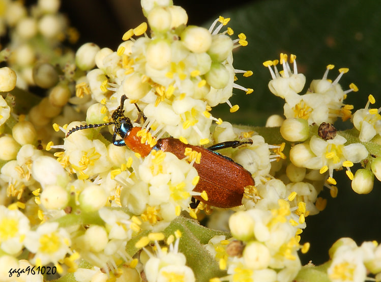 GӪ Prionocerus bicolor