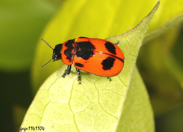 B Physosmaragdina nigrifrons