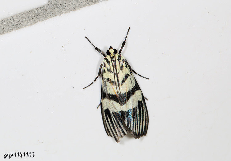 細紋黛齒螟 Heortia vitessoides