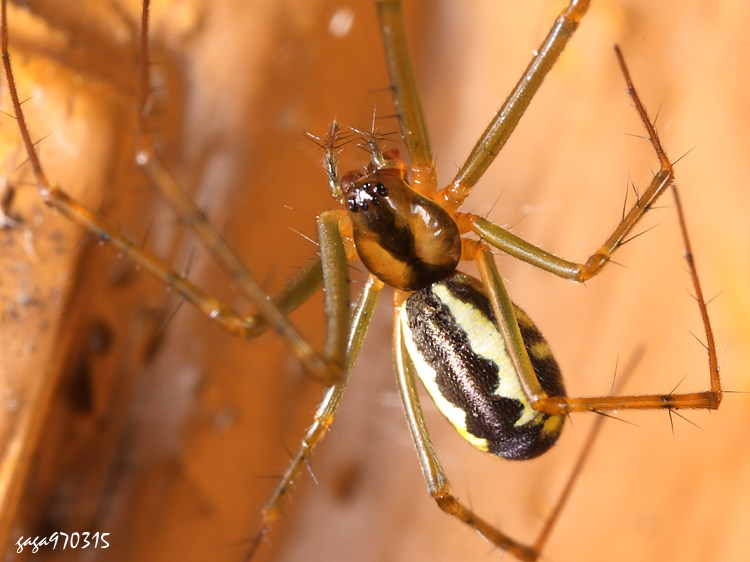 ׵Turinyphia yunohamensis