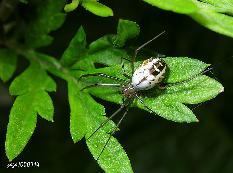 ػ\׵ Neriene emphana 