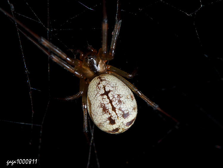 黑斑新皿蛛 Neolinyphia nigripectoris