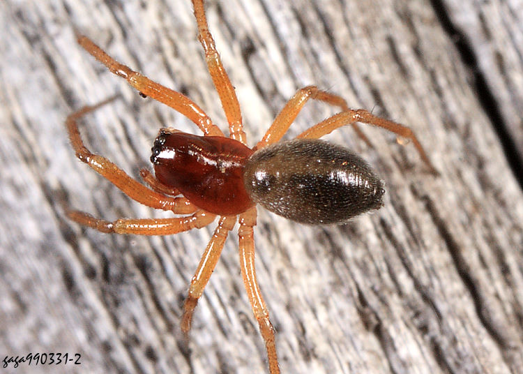 Fݵ Ummeliata feminea 