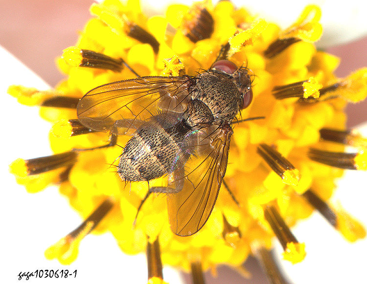 BH Siphona geniculata