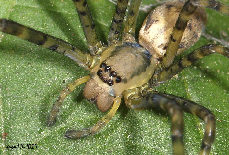 鎖孔褸網蛛 眼式