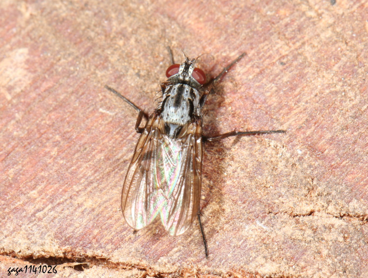 Ǧ Phaonia fuscata