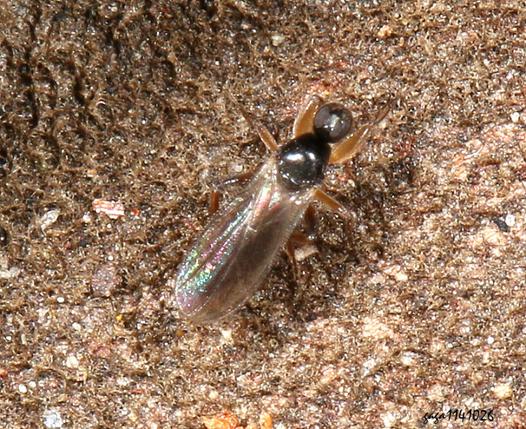 ŽRj Platypalpus  sp. 