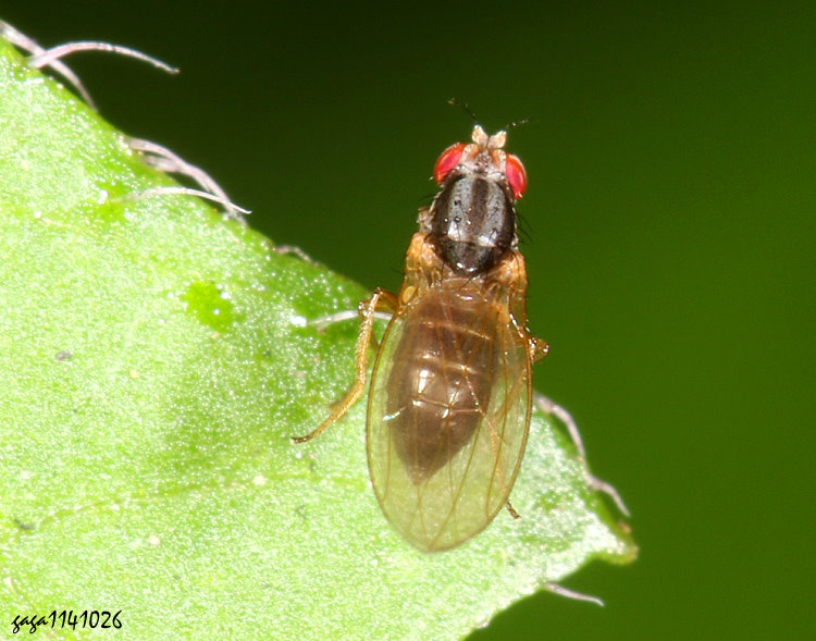 姬果蠅屬 Scaptomyza sp. 