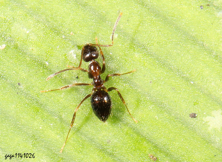 黄 Nylanderia flavipes