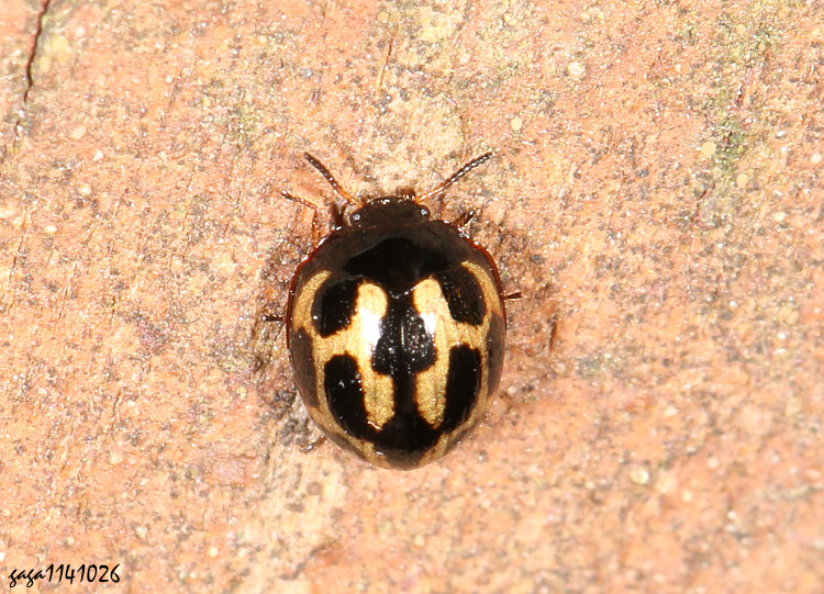 球擬步行蟲屬 Derispia  sp.