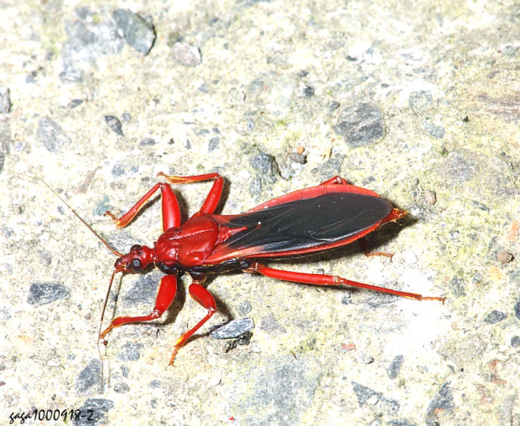 y Tapeinus fuscipennis