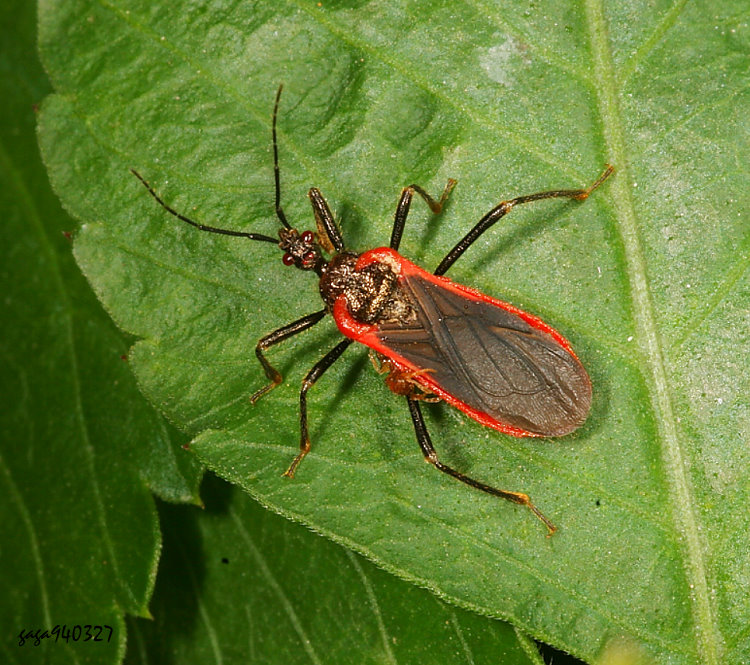 毛達獵椿象 Tamaonia pilosa