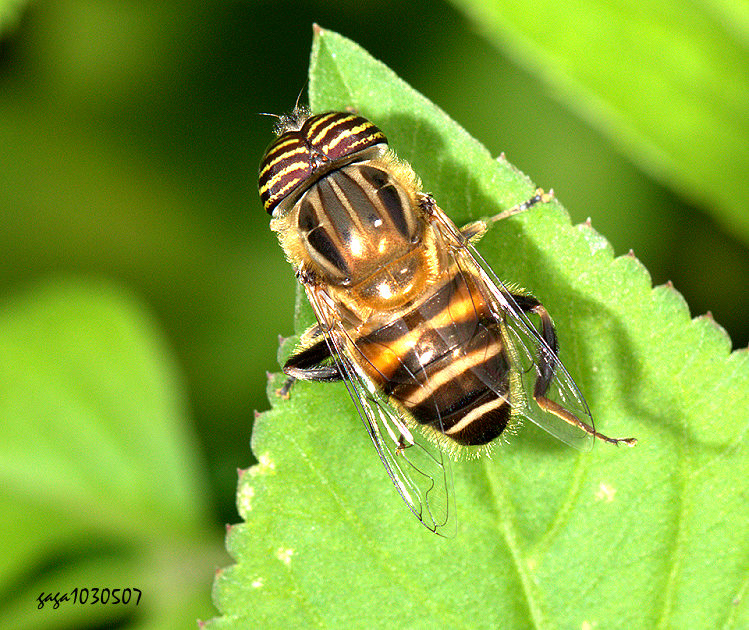 H Eristalinus sp.