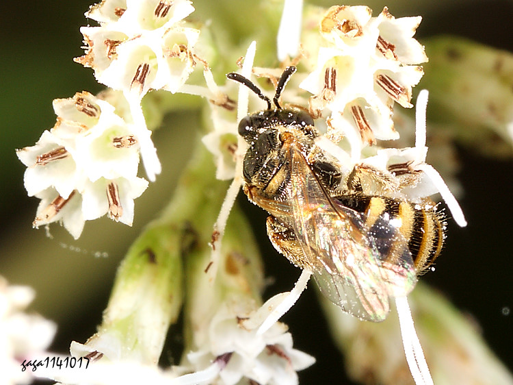 淡脈隧蜂屬 Lasioglossum sp.   