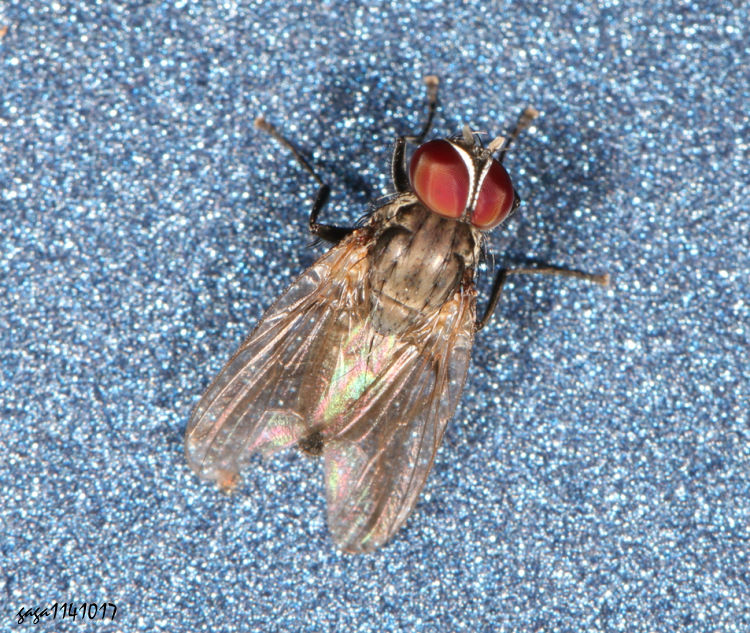 LZ Fannia canicularis