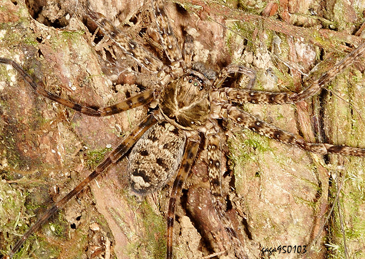 簡單高腳蛛 Heteropoda simplex