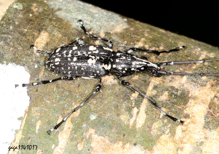 xWjH Mecotropis taiwanus 