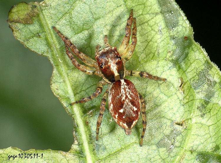  Yaginumaella striatipes 