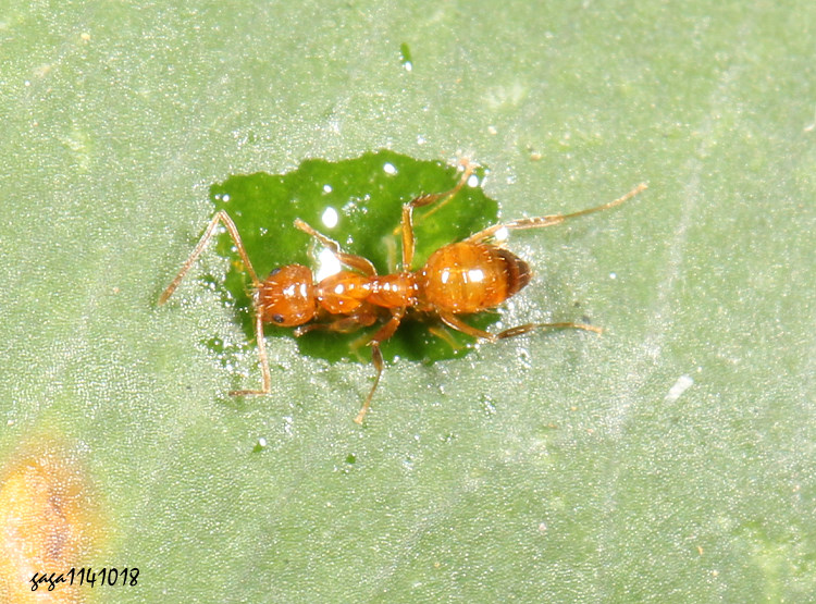 פs Plagiolepis  sp.   