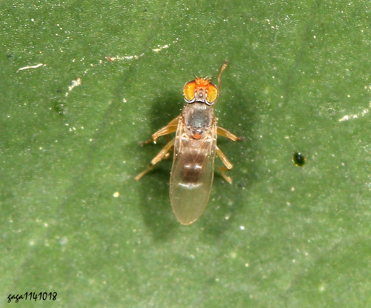 帶紋靈樹洞蠅 Stenomicra fascipennis