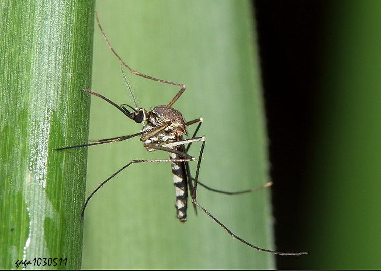 ոOA Armigeres subalbatus