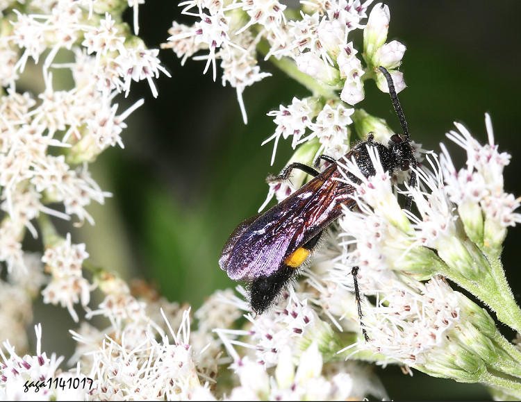 土蜂屬 Scolia sp.