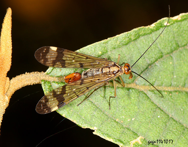 ȳM Panorpa deceptor 