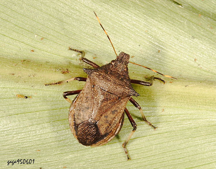 ¯q϶H Picromerus griseus 